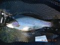 Big Spring Creek 04-05-13 004